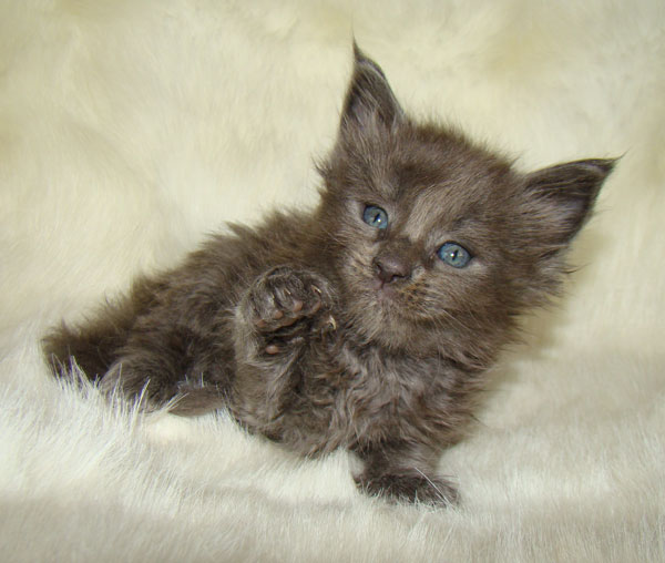     Catsvill County!   !    !       !!!    Catsvill County +7-926-544-74-09     .   ,   ,   ,    ,   ,  ,     ,   -,    ,   !
